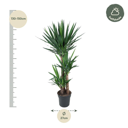 Yucca Elephantipe – Elefantenpalme 140 cm Ø24 cm