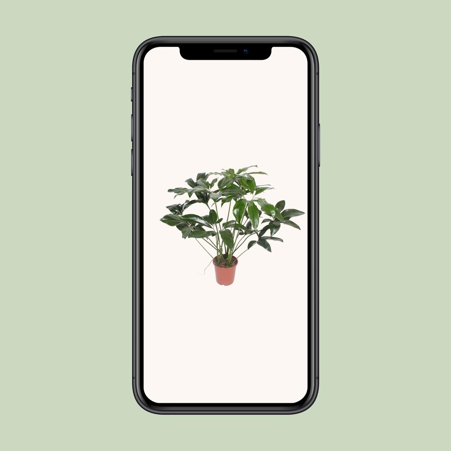 Philodendron Green Wonder – Pflegeleichte Zimmerpflanze 90 cm