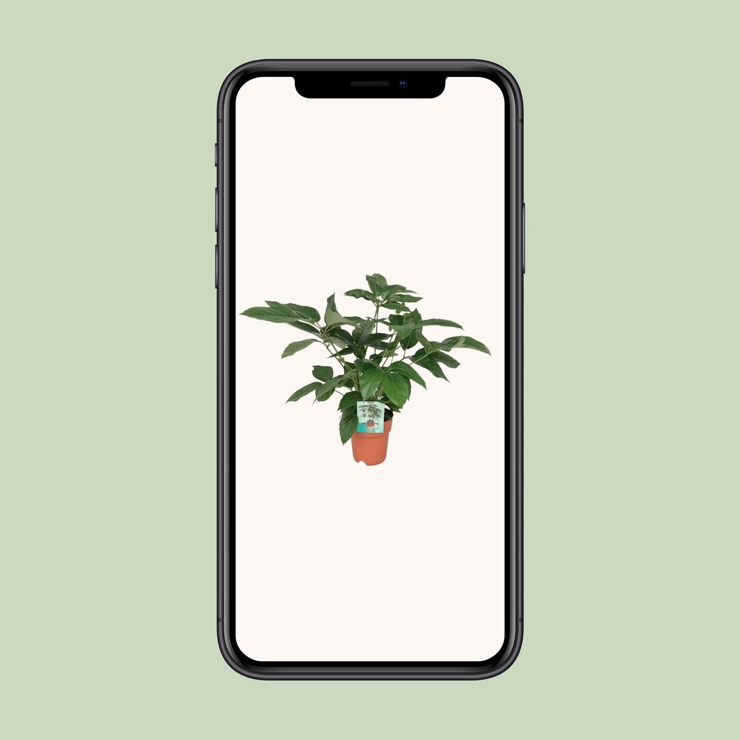 Schefflera Actinophylla Emerald Green – pflegeleichte Schirmpflanze Ø19cm