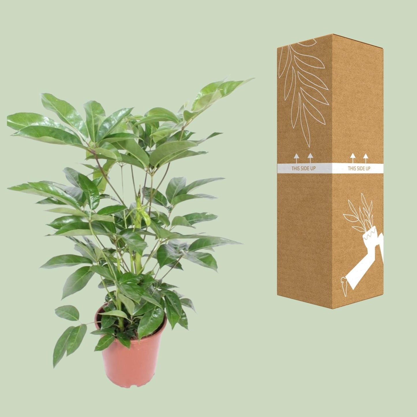 Schefflera Actinophylla Amate – Tropische Zimmerpflanze Ø24cm