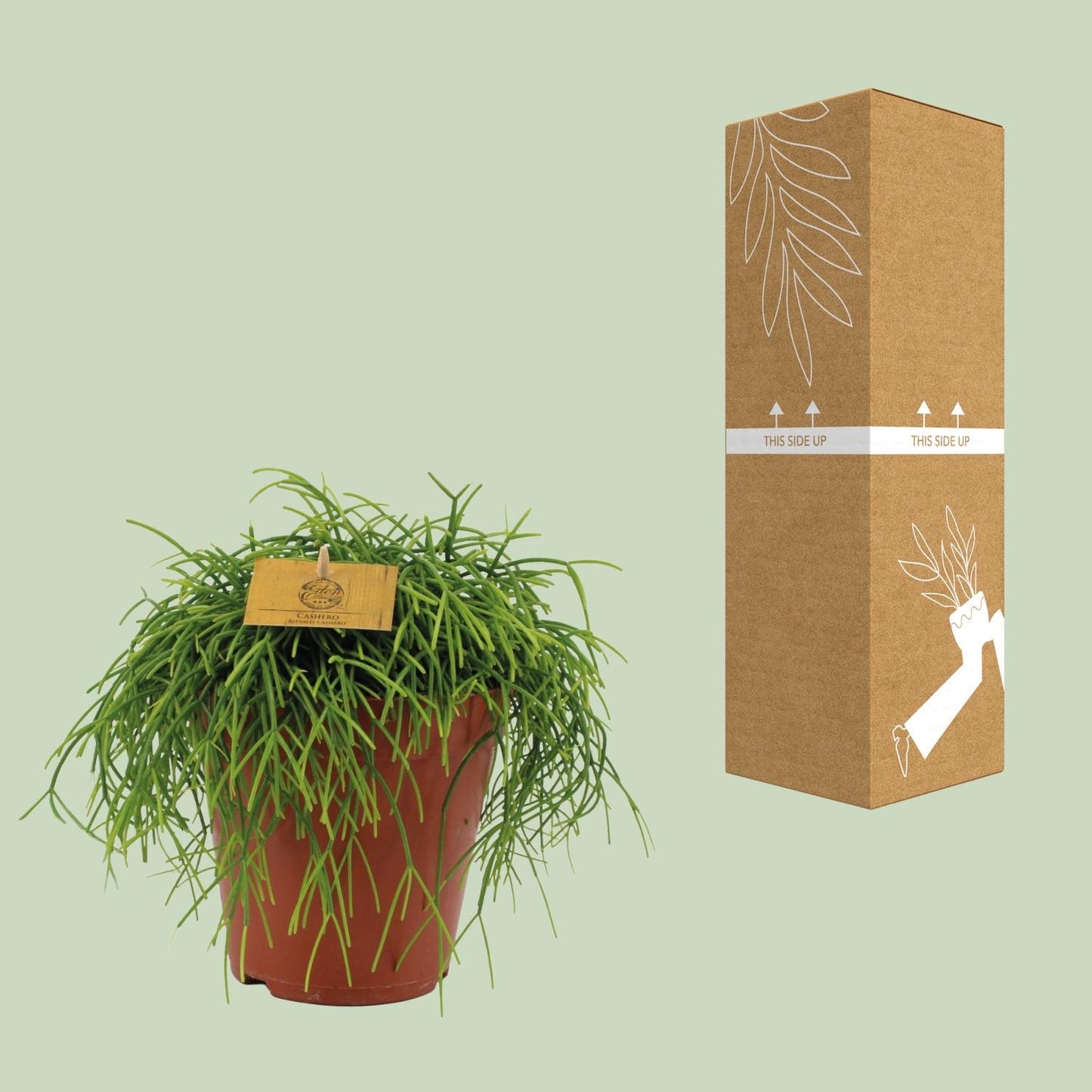 Rhipsalis Cashero – Pflegeleichte und luftreinigende Zimmerpflanze Ø15cm