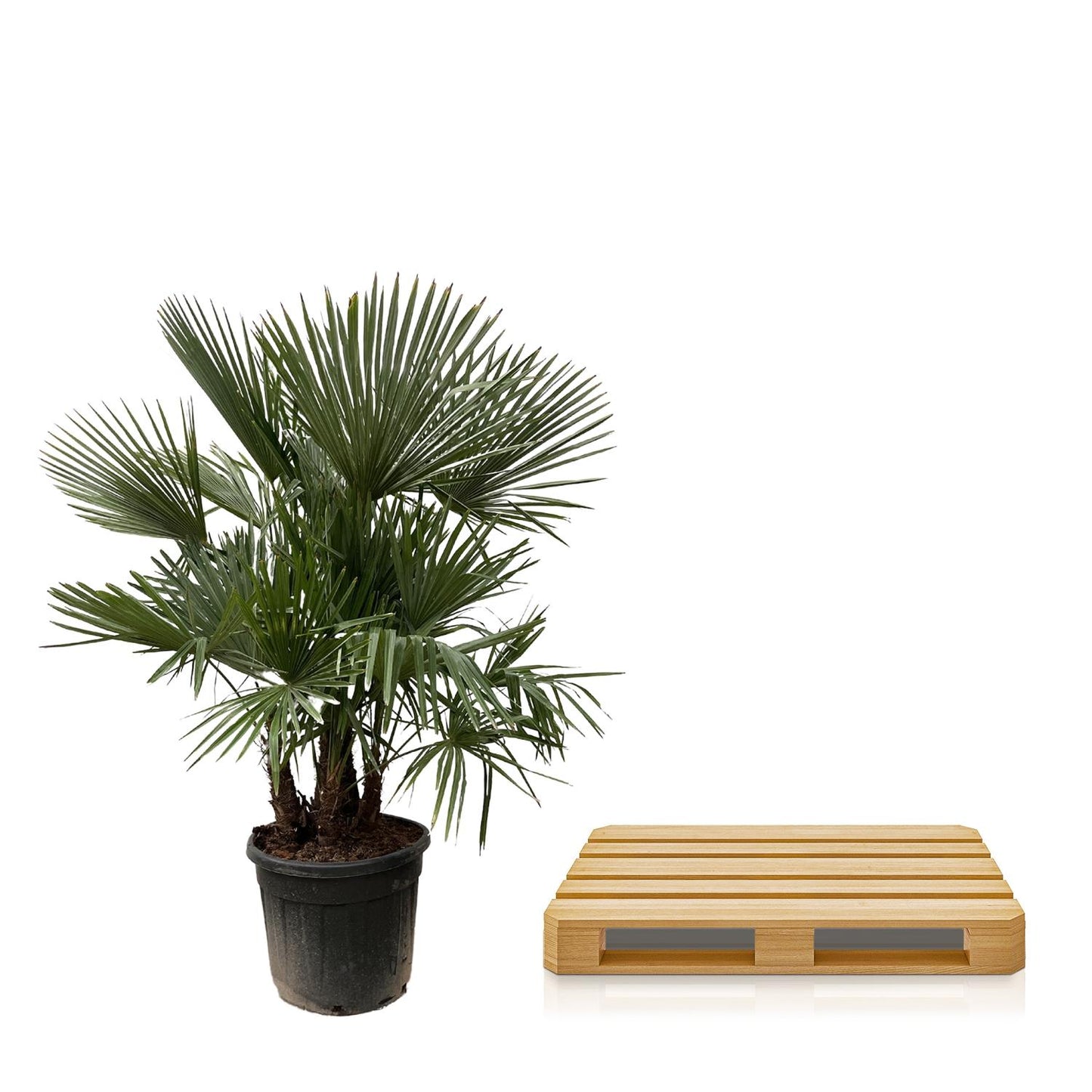 Trachycarpus multi stam Palme – 230 cm, Ø 50 cm