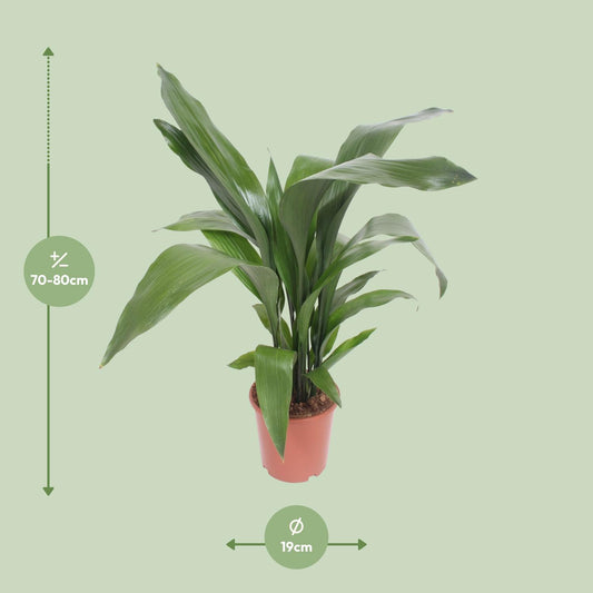 Aspidistra elatior – Pflegeleichte & luftreinigende Zimmerpflanze Ø19cm
