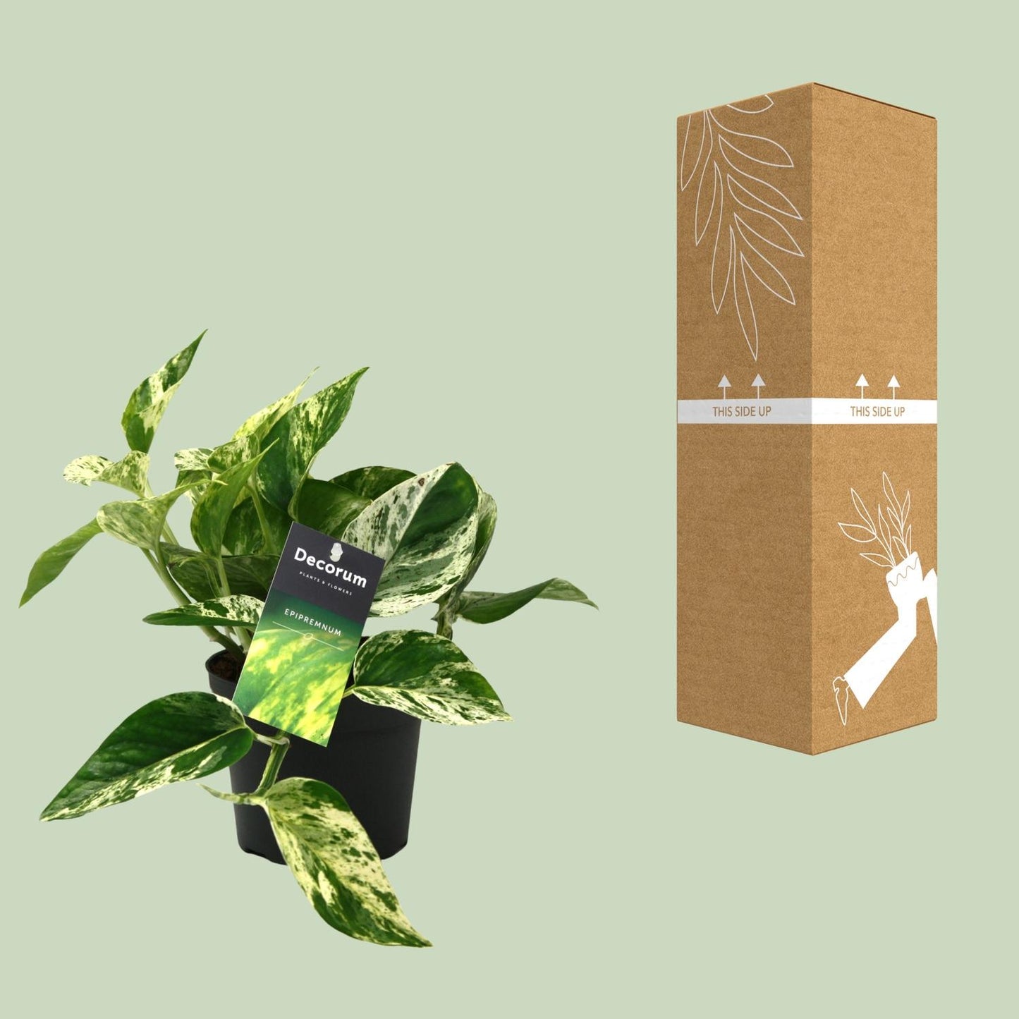 Scindapsus Marble Queen Ø12cm – Pflegeleichte Zimmerpflanze