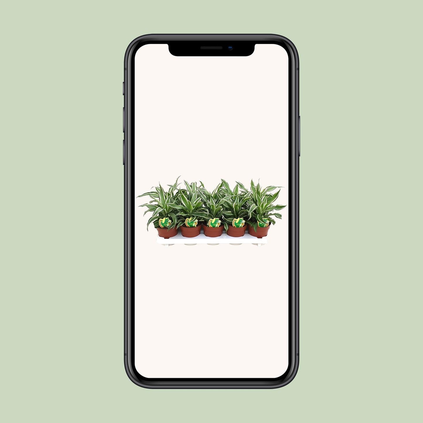 Dracaena Kanzi – Pflegeleichte Zimmerpflanze Ø12cm