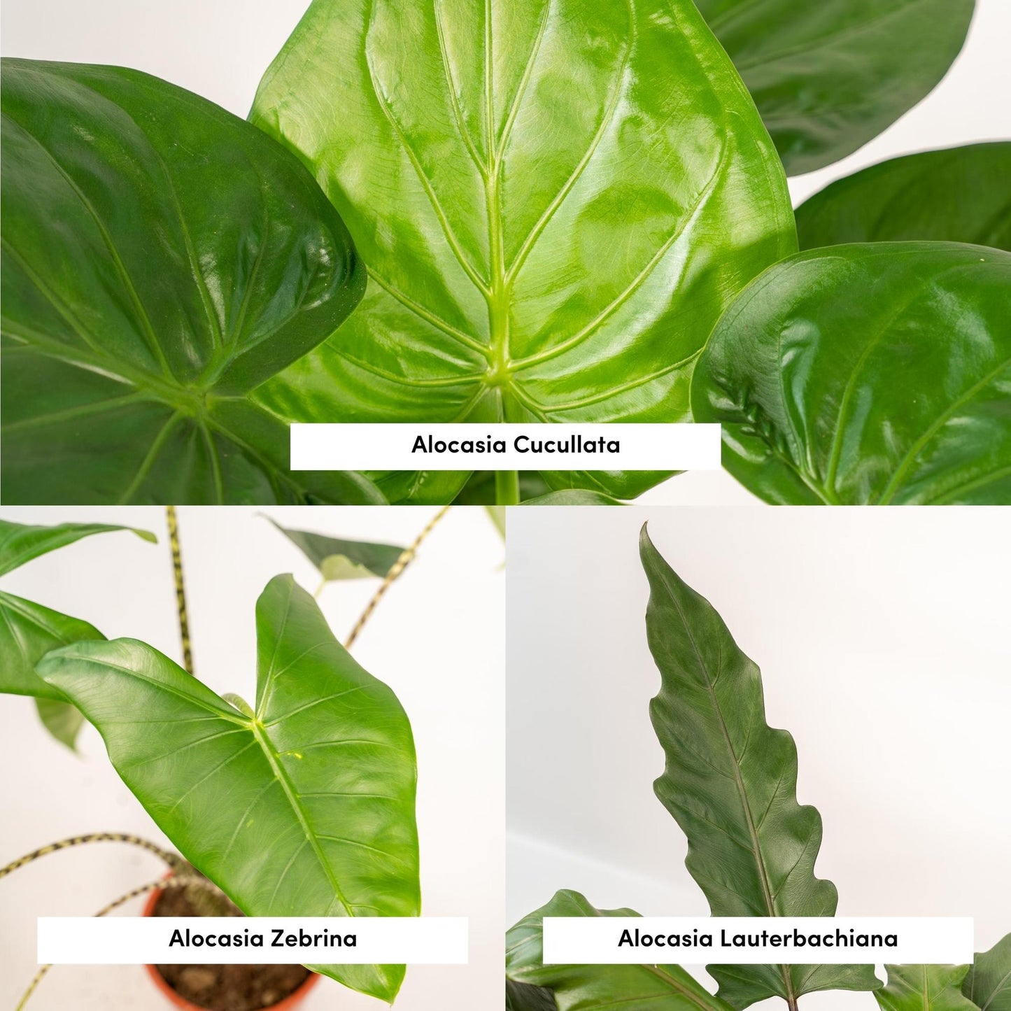 Alokasie Trio – Zebrina, Cucullata & Lauterbachiana Ø19cm