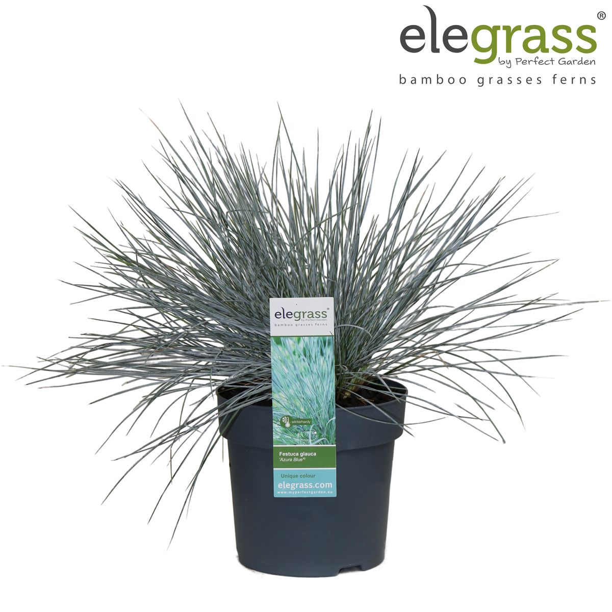 Festuca glauca Azura Blue – Silberblaues Ziergras Ø14cm