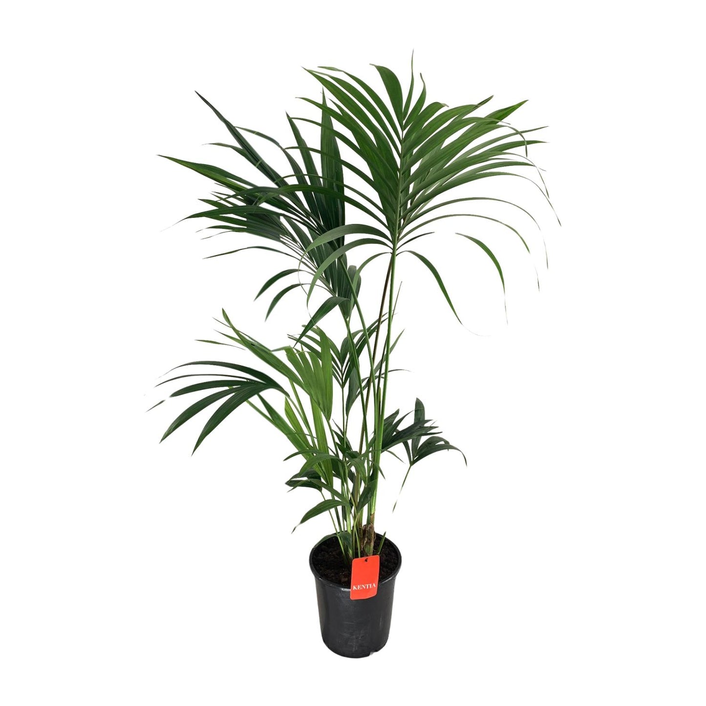 Kentia-Palme (Howea Forsteriana) Ø24cm, 130cm hoch