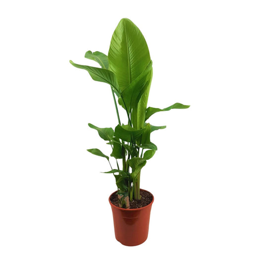 Strelitzia Nicolai – Paradiesvogelblume Ø27cm, 130cm hoch