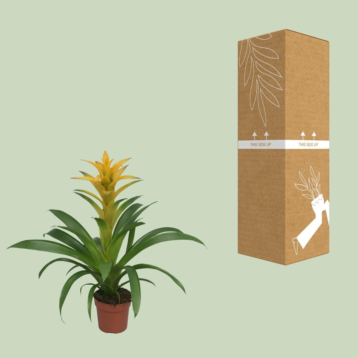Guzmania Desire – Farbenfrohe tropische Zimmerpflanze Ø12 cm