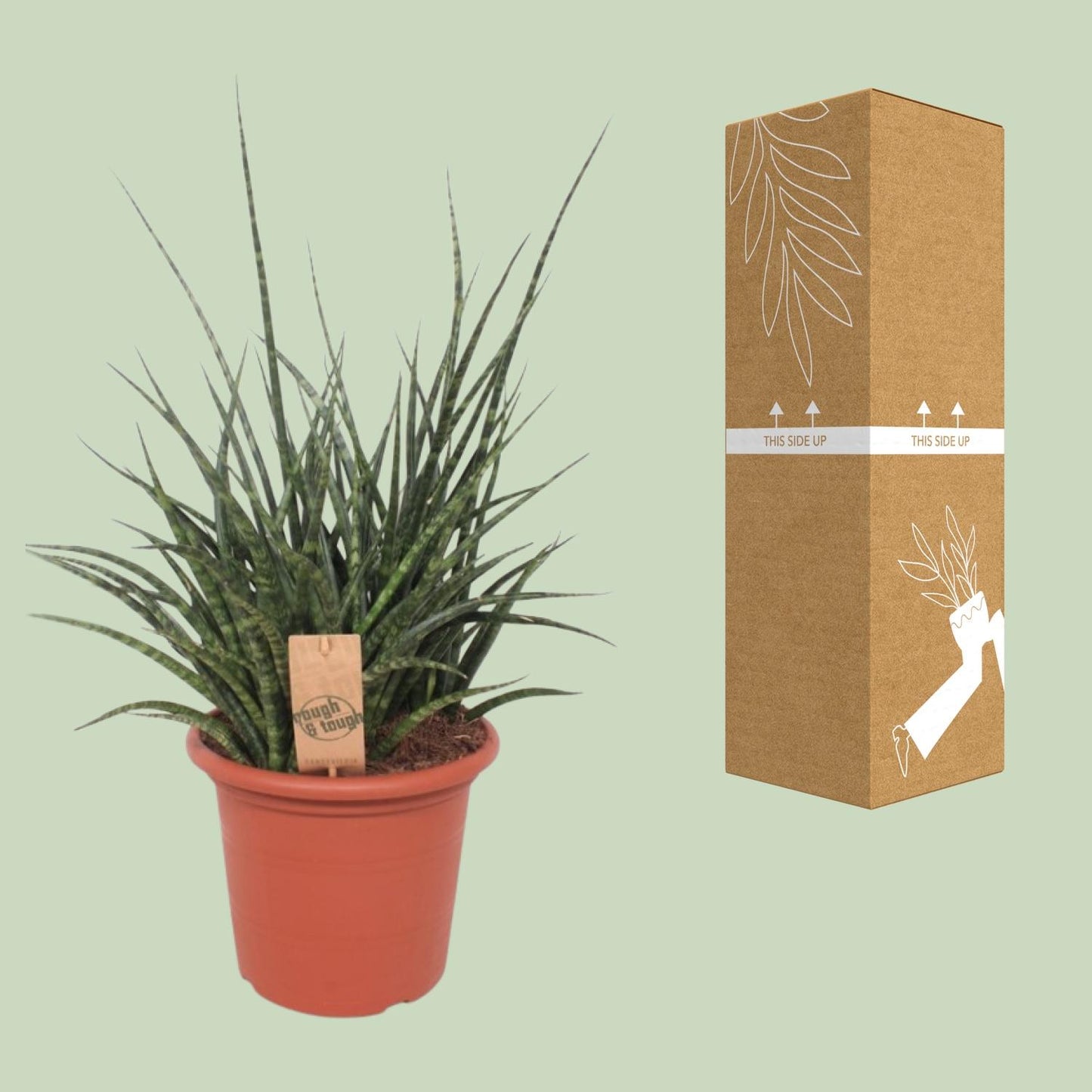 Sansevieria Fernwood Punk – Pflegeleichte Schwiegermutterzunge 60 cm