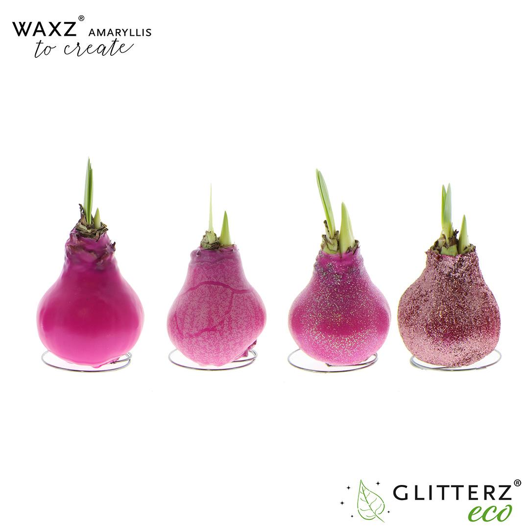Amaryllis Waxz To Create Pink – 4er-Set, Ø7 cm, Höhe 15 cm