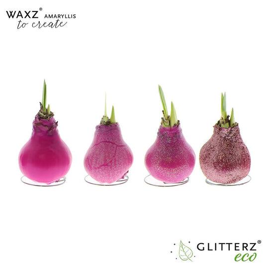 Amaryllis Waxz To Create Pink – 4er-Set, Ø7 cm, Höhe 15 cm