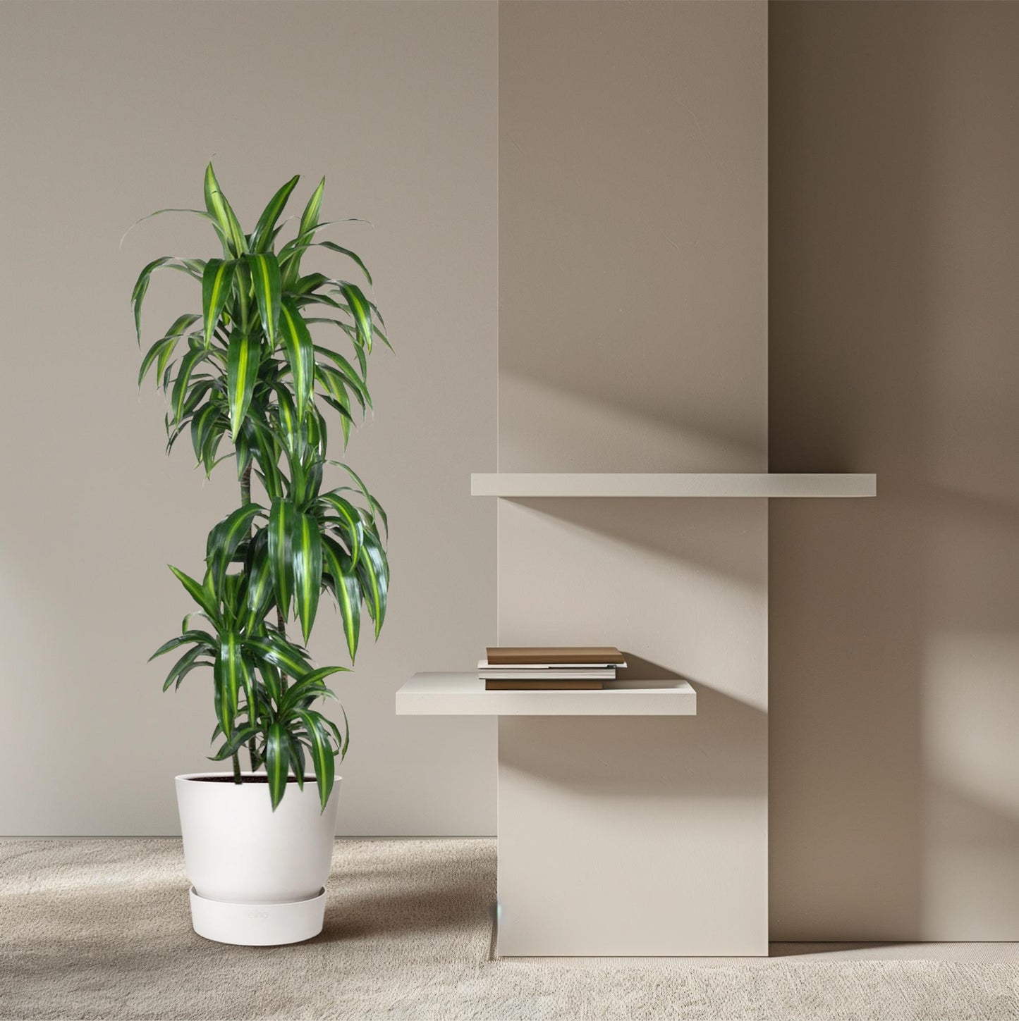 Dracaena Hawaiiana – Elegante, pflegeleichte Zimmerpflanze 180 cm