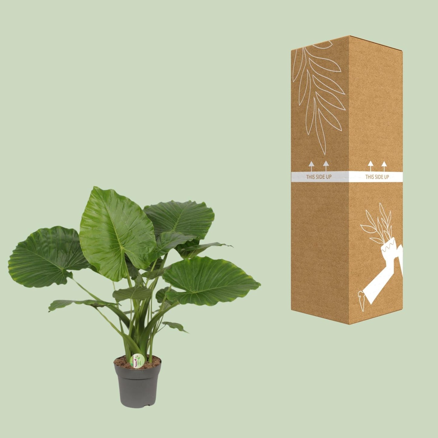 Alocasia Gageana California – Tropische Zimmerpflanze Ø21cm