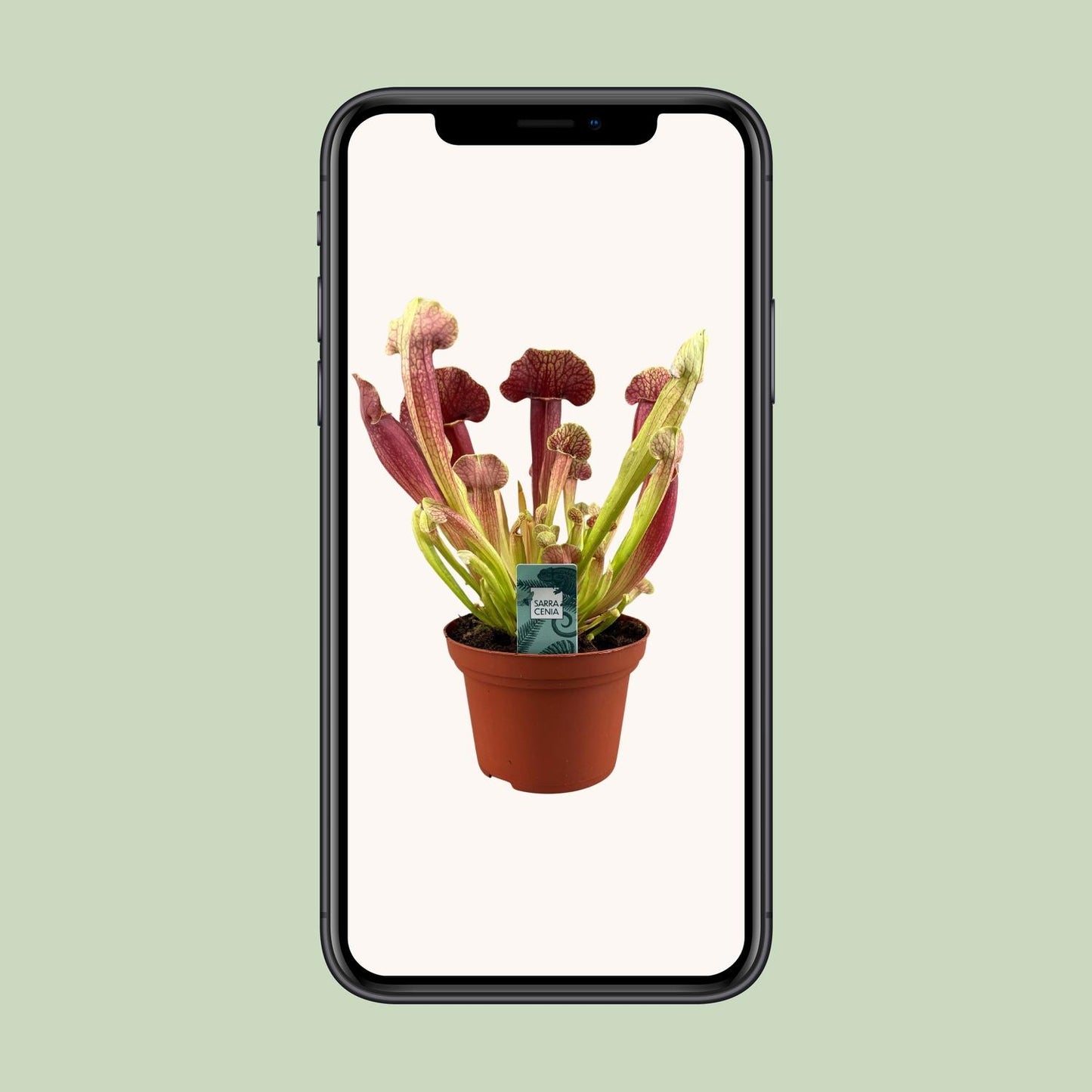 Sarracenia Barba – Schlauchpflanze Ø12cm, 25cm hoch