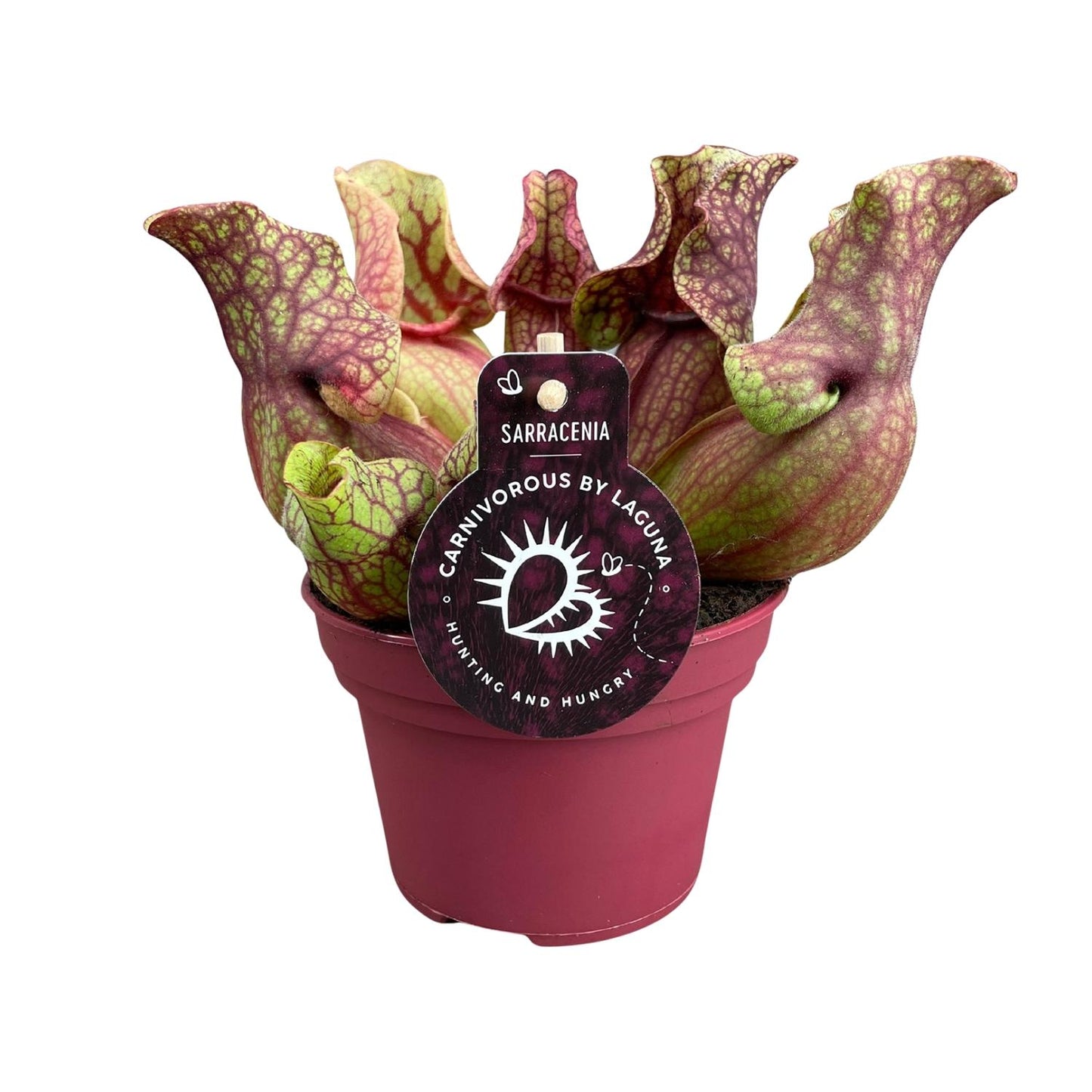 Sarracenia Venosa – Kesselförmige Schlauchpflanze Ø12cm