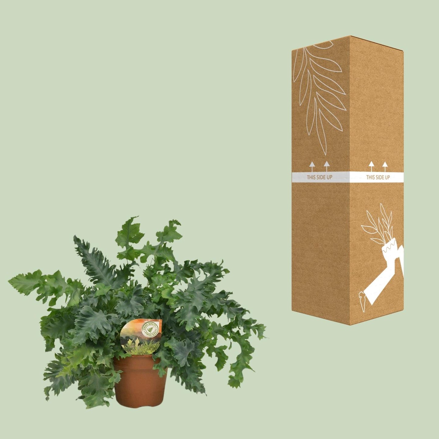 Phlebodium Davana – Gold-Schildfarn Ø17cm, ca. 45cm hoch