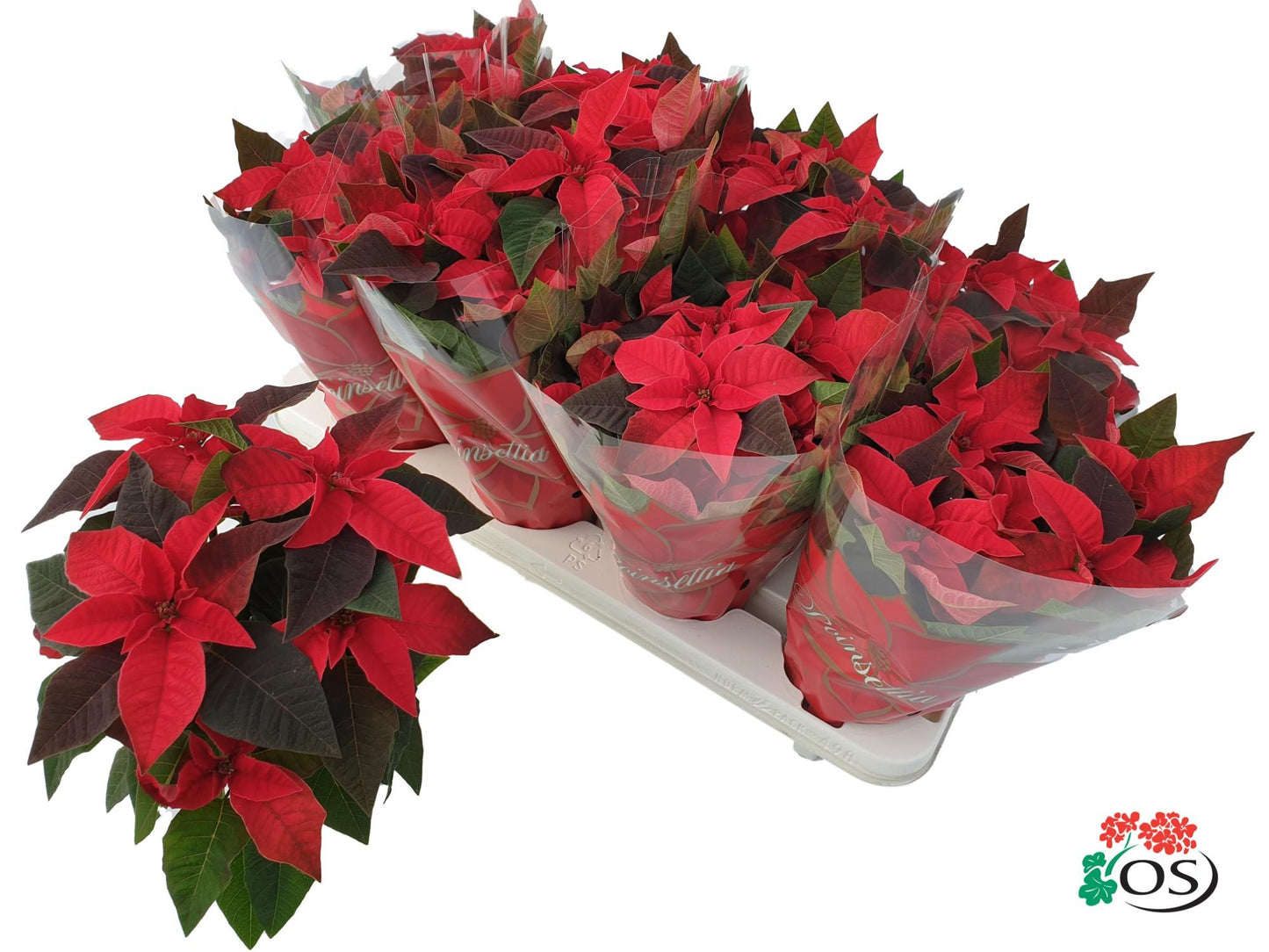 Euphorbia Princettia Vertakt Red – pflegeleichte Trendpflanze Ø10,5cm