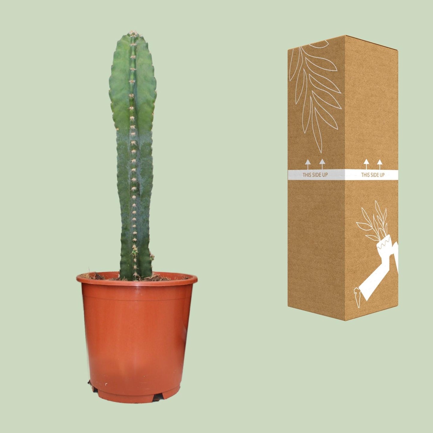 Cereus Peruvianus – Pflegeleichter Zimmerkaktus Ø17cm