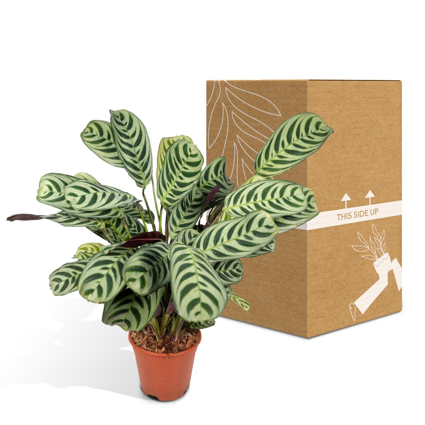 Ctenanthe Amabilis – Pflegeleichte Zimmerpflanze Ø14cm