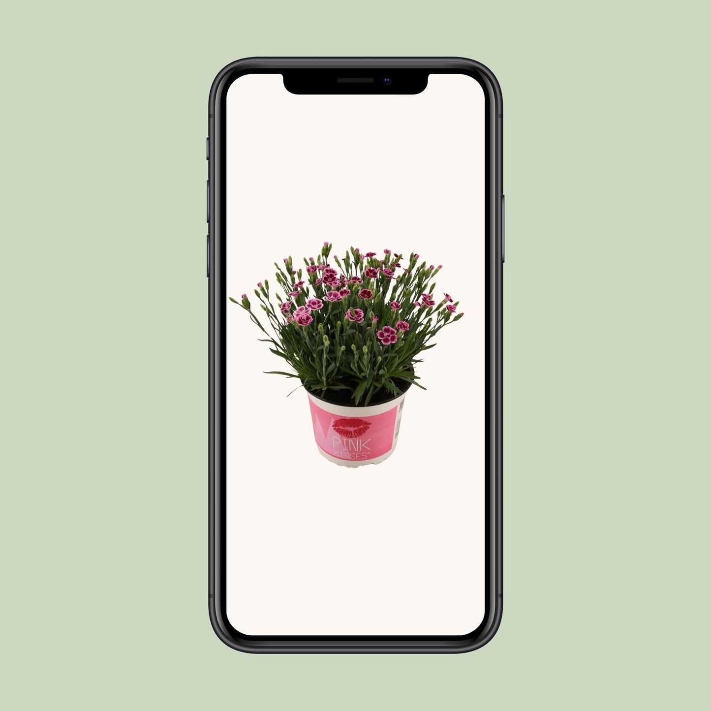 Nelke 'Pink Kisses' – Duftende pflegeleichte Zierpflanze Ø17cm