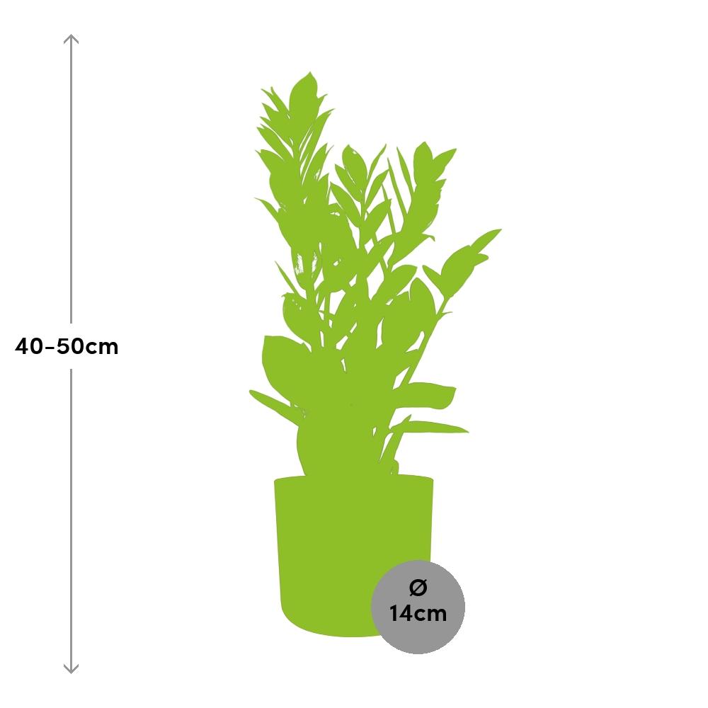 Zamioculcas – Pflegeleichte Zimmerpflanze 45-50 cm im ELHO Topf