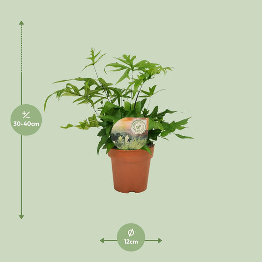 Antennenfarn Doryopteris Pedata – Ø12cm, Höhe 35cm