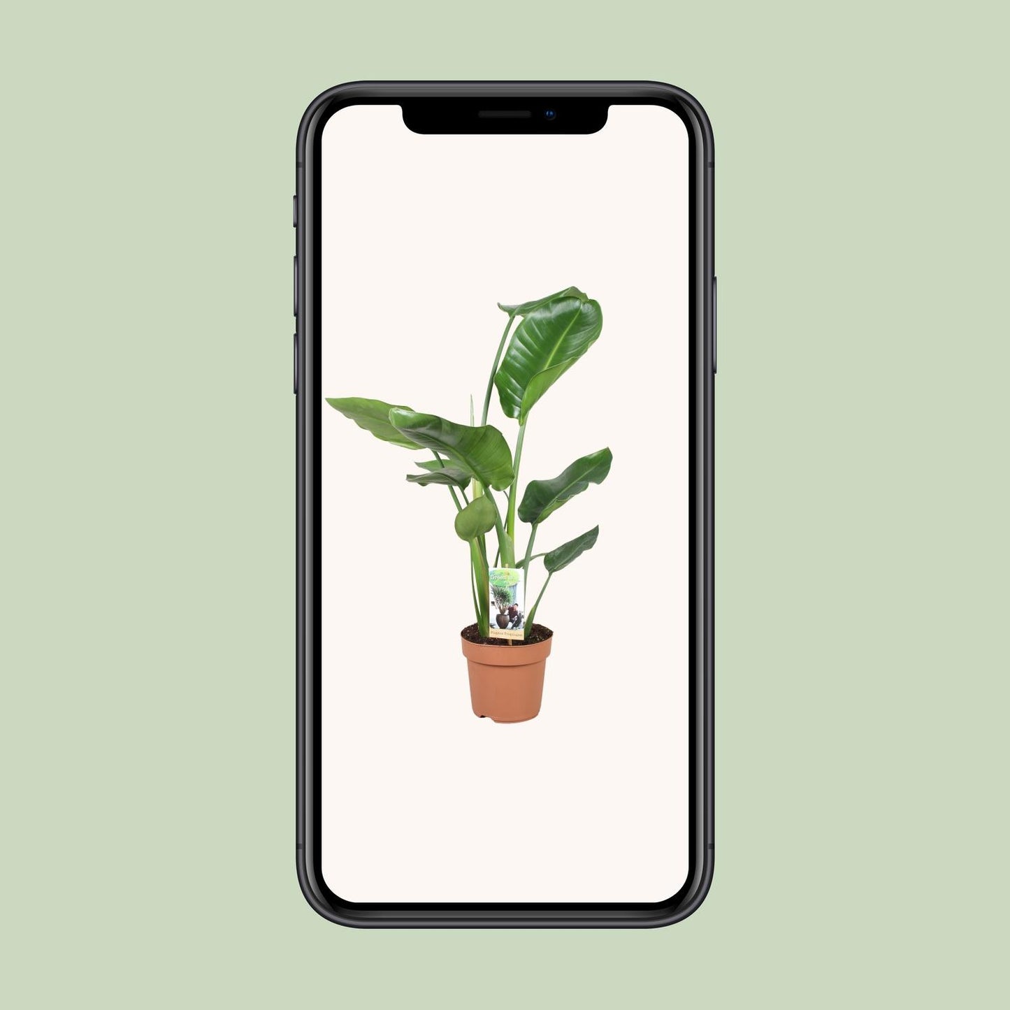 Strelitzia Nicolai – Exotische Paradiesvogelblume Ø17cm, 60cm hoch