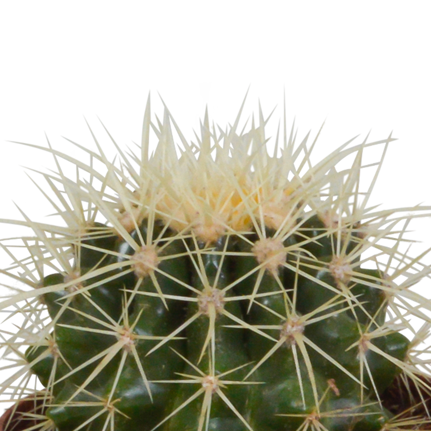 Bolcactus Kakteen-Mischung im weißen Topf 8,5 cm
