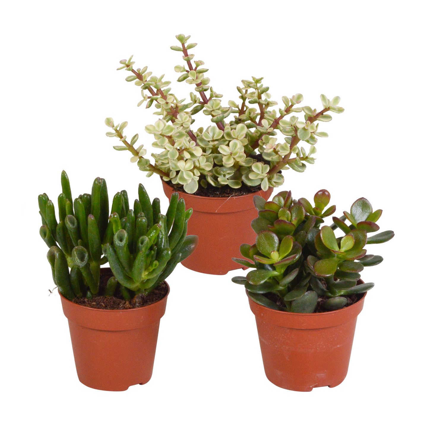 Crassula-Mix 3er Set – pflegeleichte Sukkulenten 8,5 cm