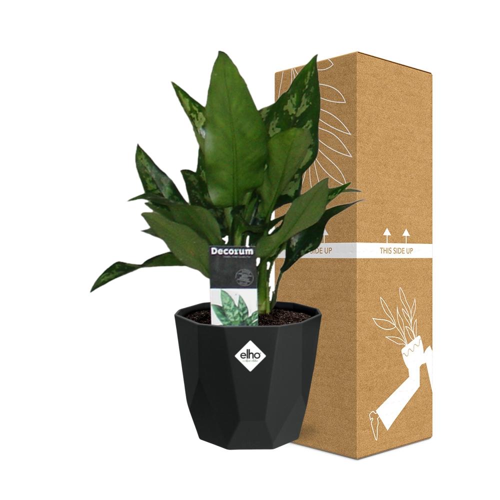 Aglaonema Maria – Pflegeleichte luftreinigende Zimmerpflanze 14cm