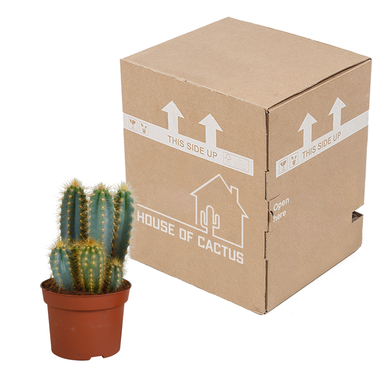 Pilosocereus azureus – Blauer Säulenkaktus 12 cm, pflegeleicht & robust