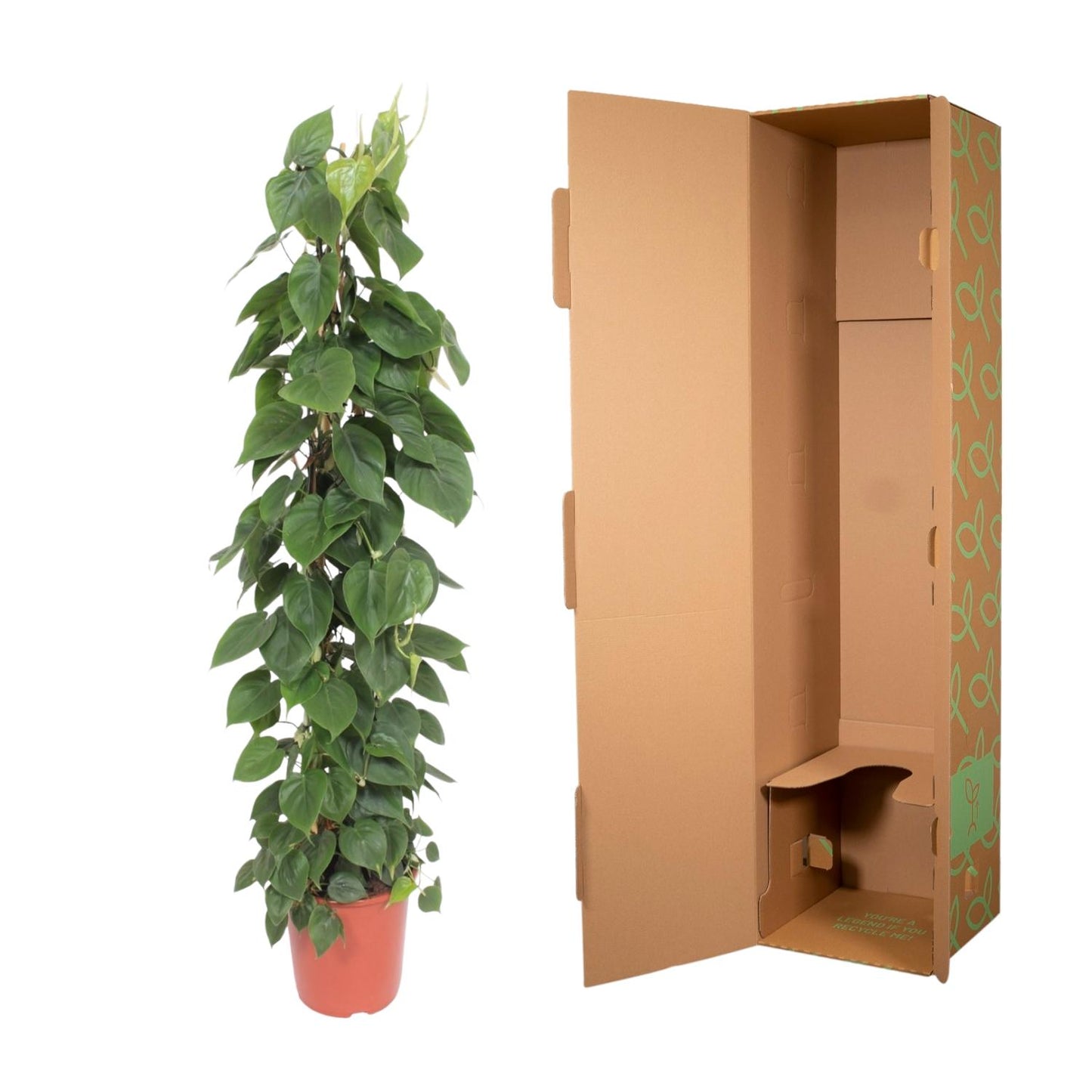 Philodendron Scandens Gaasrek – 150 cm, Ø 27 cm, pflegeleicht