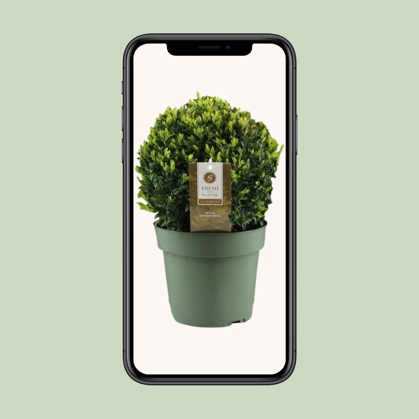 Buxus Semp. Ball Ø25cm – Winterharte Buchsbaum-Kugel