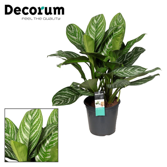 Aglaonema Stripes – Pflegeleichte Trendpflanze Ø21cm