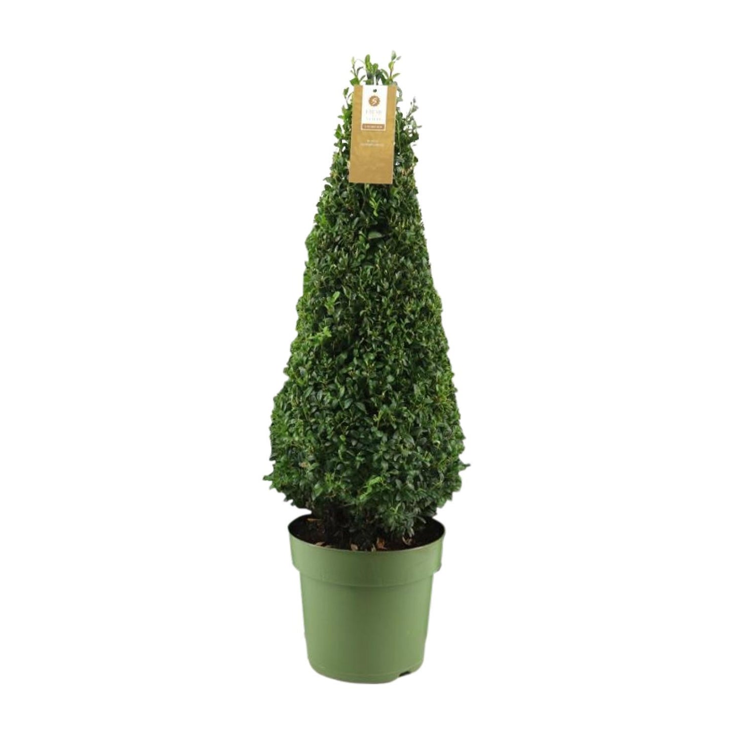 Buchsbaum Pyramide 75 cm – Pflegeleichte Immergrüne Pflanze
