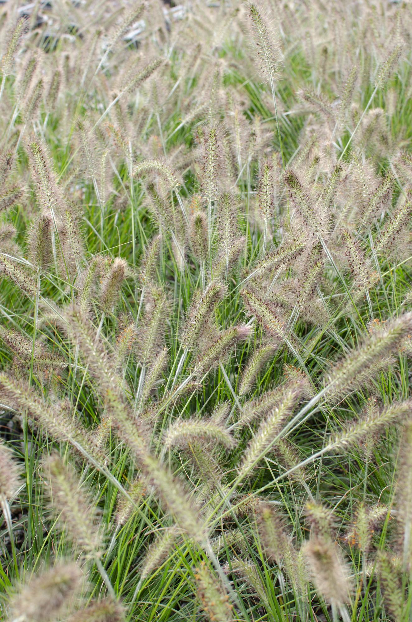 Pennisetum alopecuroides 'Hameln' – Kompaktes Lampenputzergras