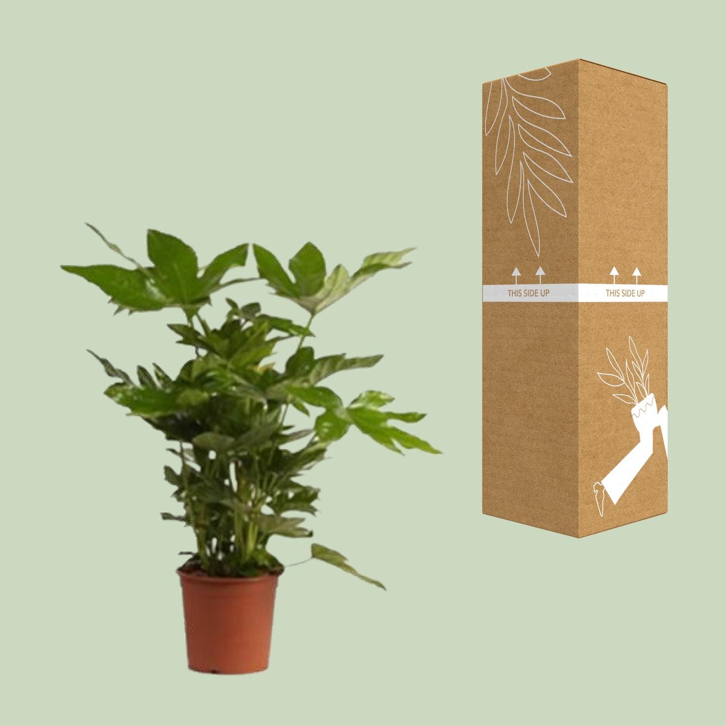 Zimmeraralie (Fatsia Japonica) – Pflegeleichte Trendpflanze