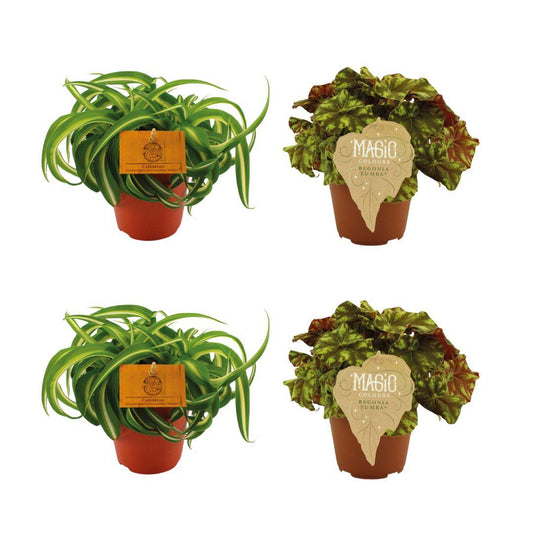 2x Chlorophytum Bonnie & 2x Begonia Rex Zumba – 4er-Set Ø12cm