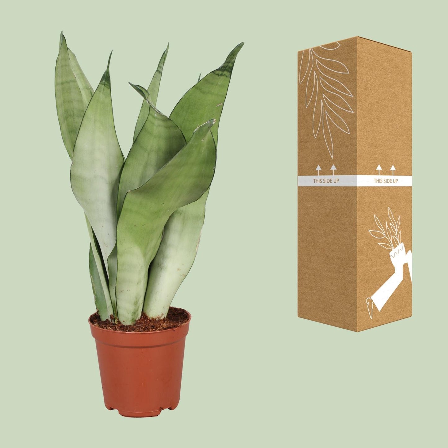 Sansevieria Trifasciata Moonshine – Pflegeleichte Zimmerpflanze Ø12cm