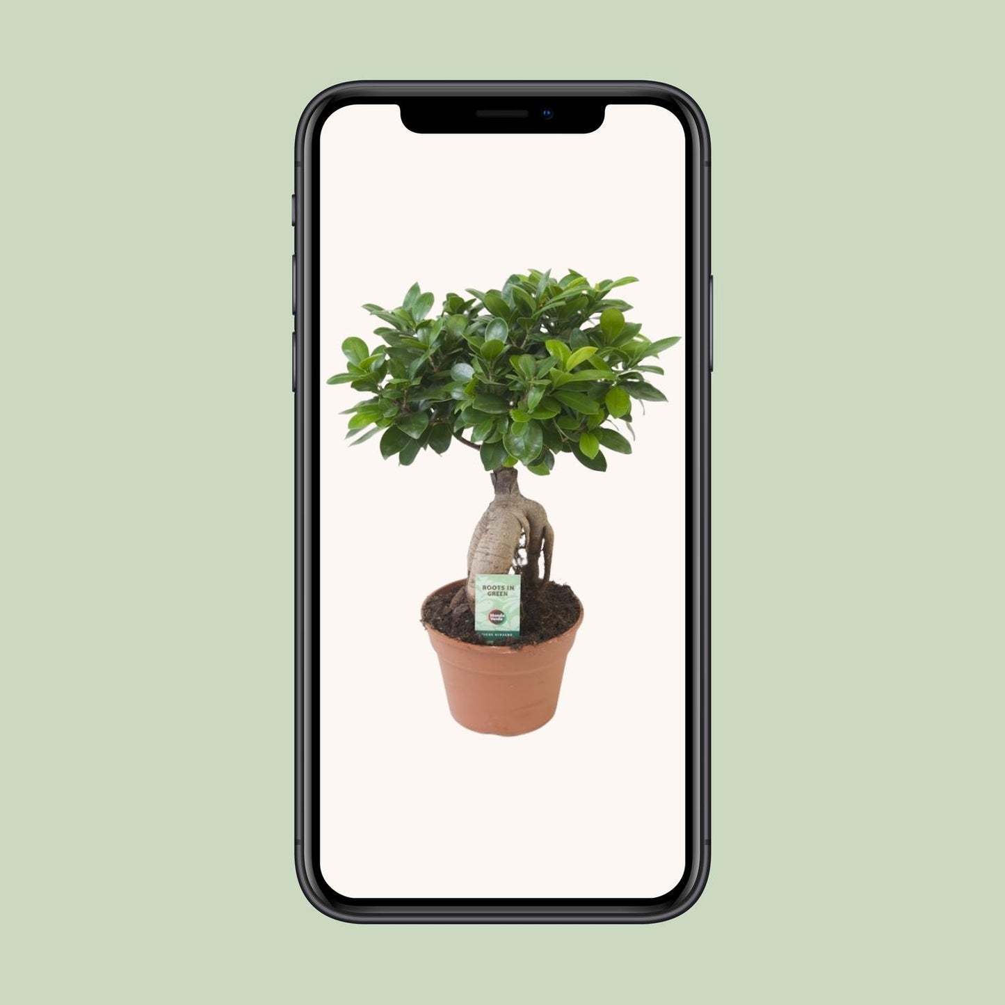 Ficus Ginseng – Pflegeleichte Zimmerpflanze Ø17cm