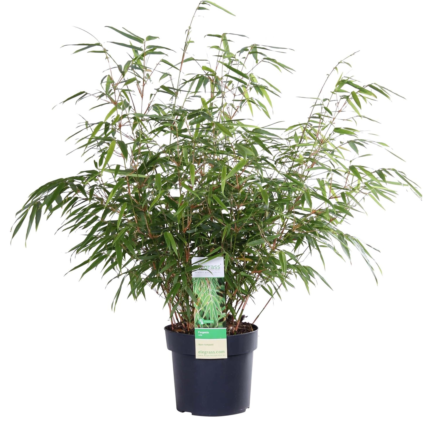 Gartenbambus Fargesia rufa – Kompakter, pflegeleichter Bambus 80 cm