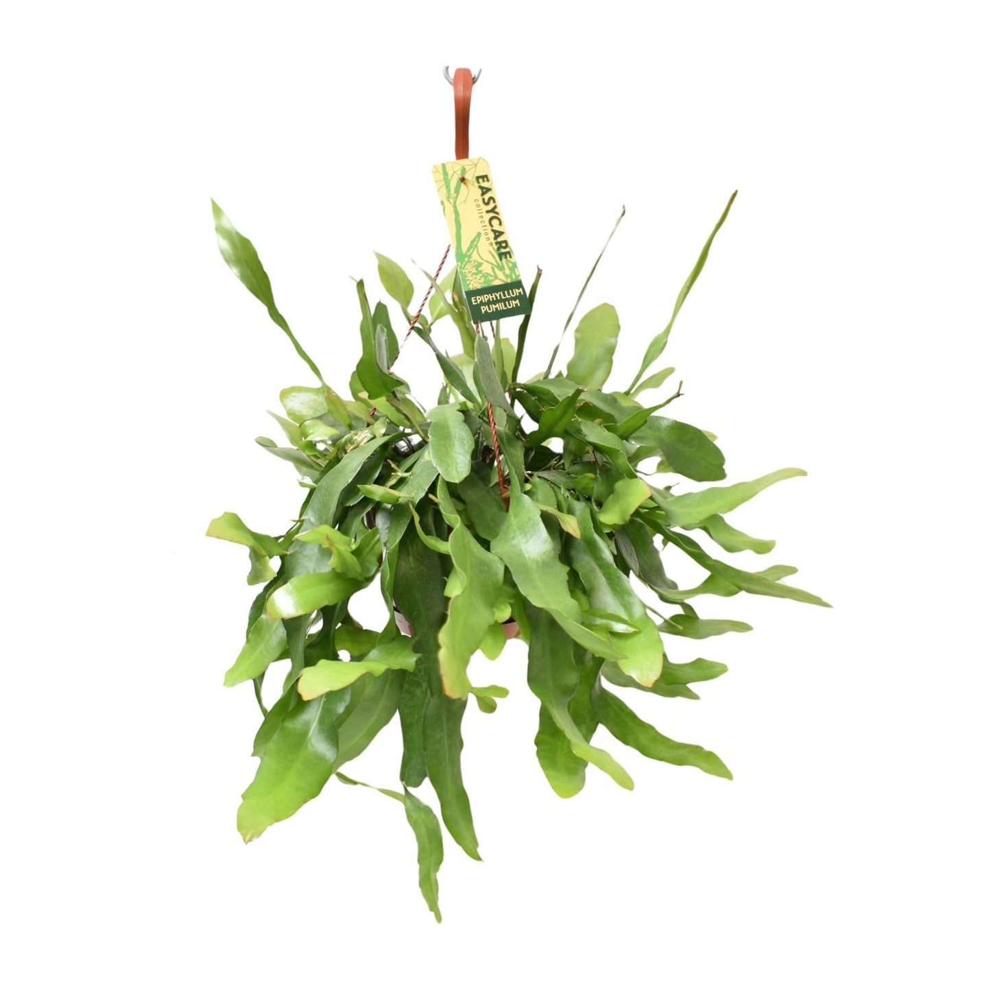 Epiphyllum Pumilum – Pflegeleichter Holländischer Rohrkaktus Ø17 cm