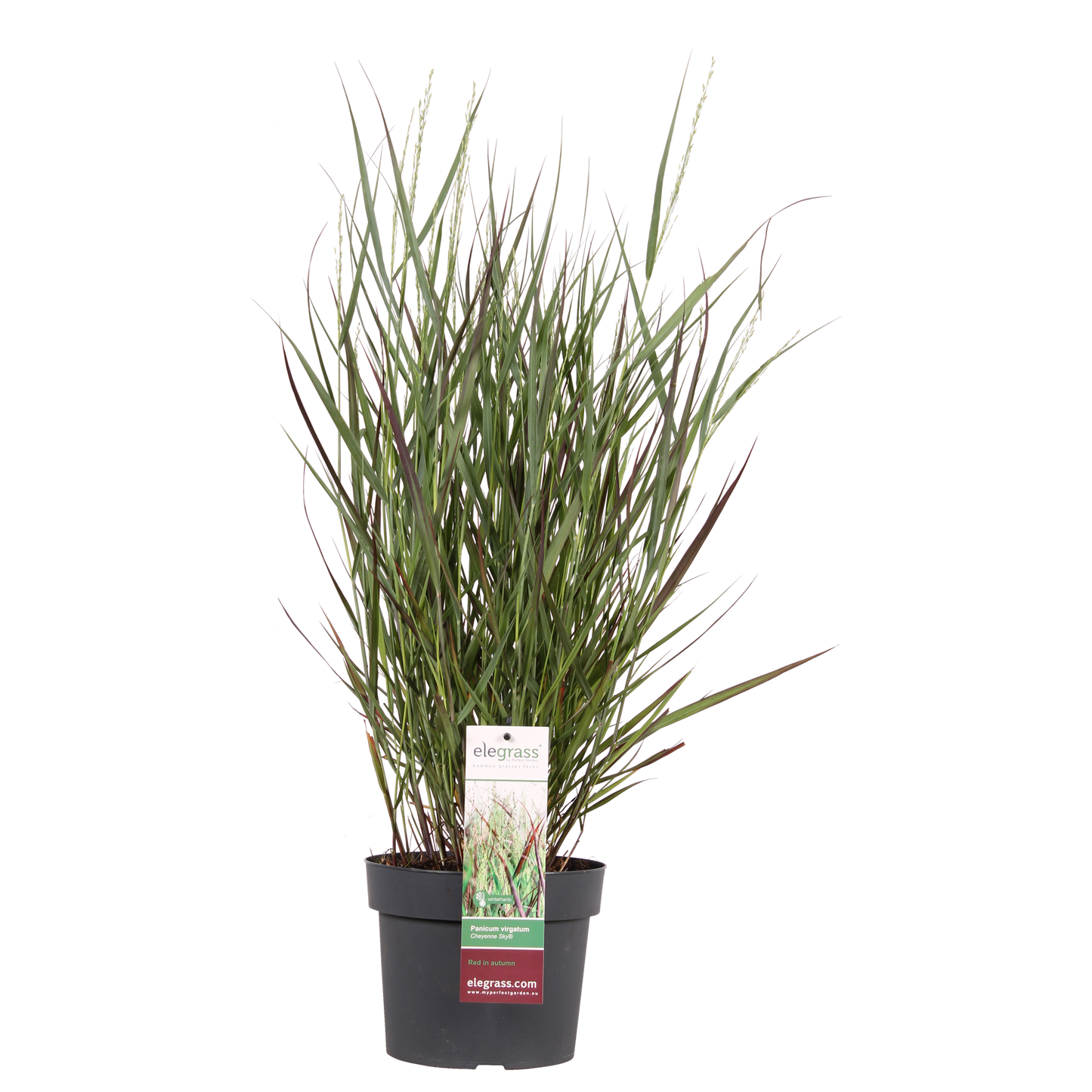 Panicum virgatum Cheyenne Sky – Kompaktes Ziergras Ø23cm
