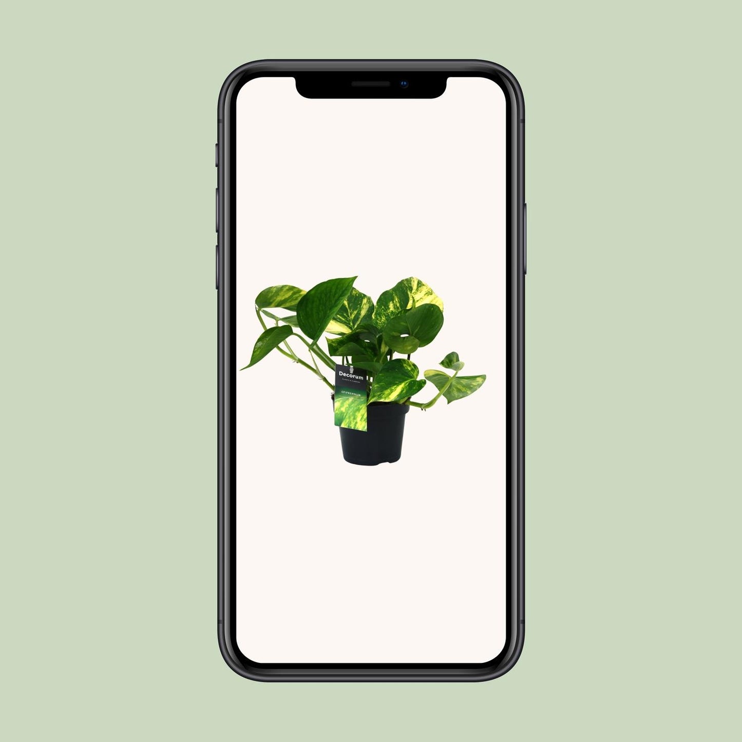 Scindapsus Aureum Ø12cm – Pflegeleichte Zimmerpflanze