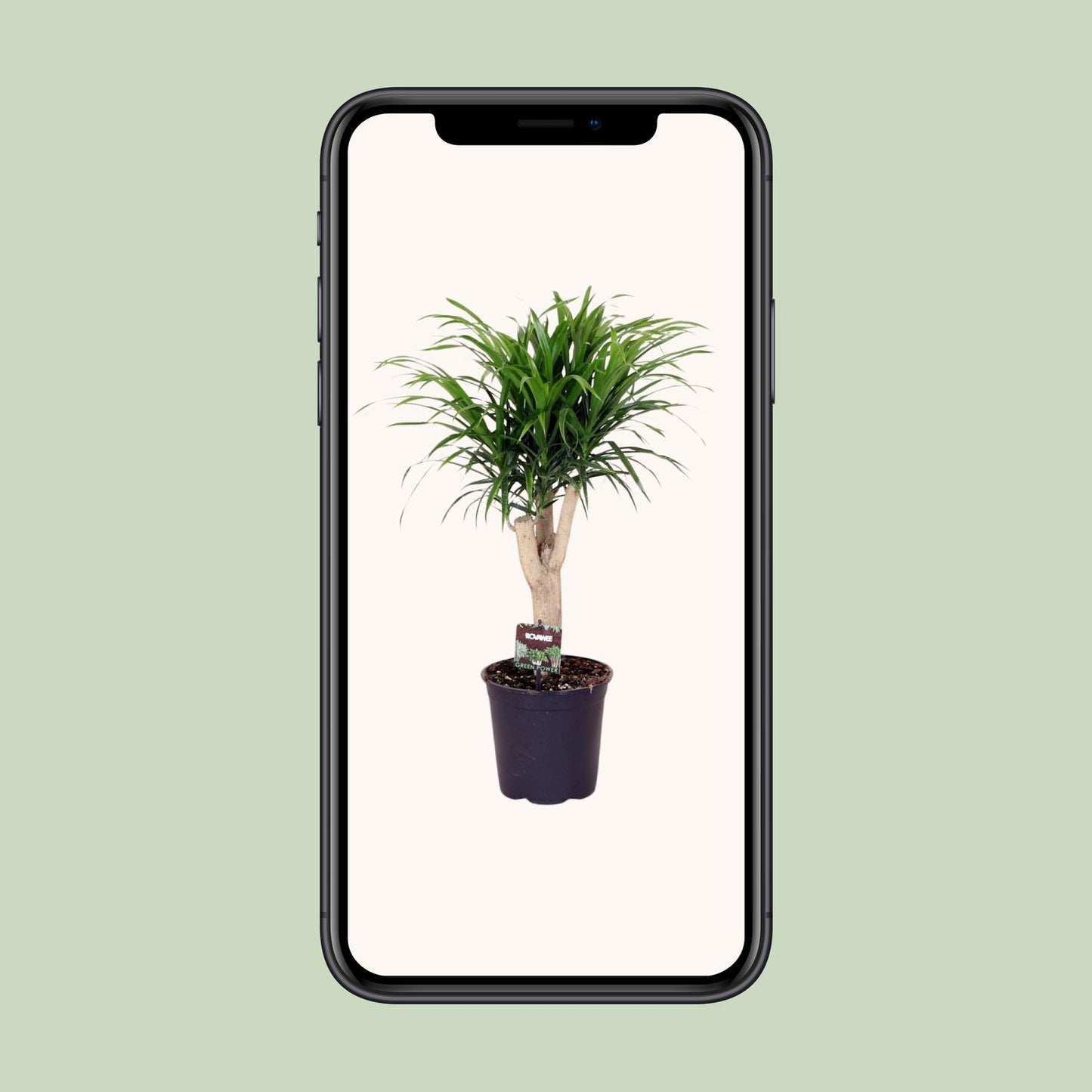 Dracaena Anita – pflegeleichter Drachenbaum Ø21cm, 70cm hoch