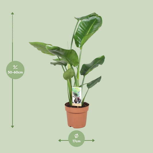 Strelitzia Nicolai – Exotische Paradiesvogelblume Ø17cm, 60cm hoch