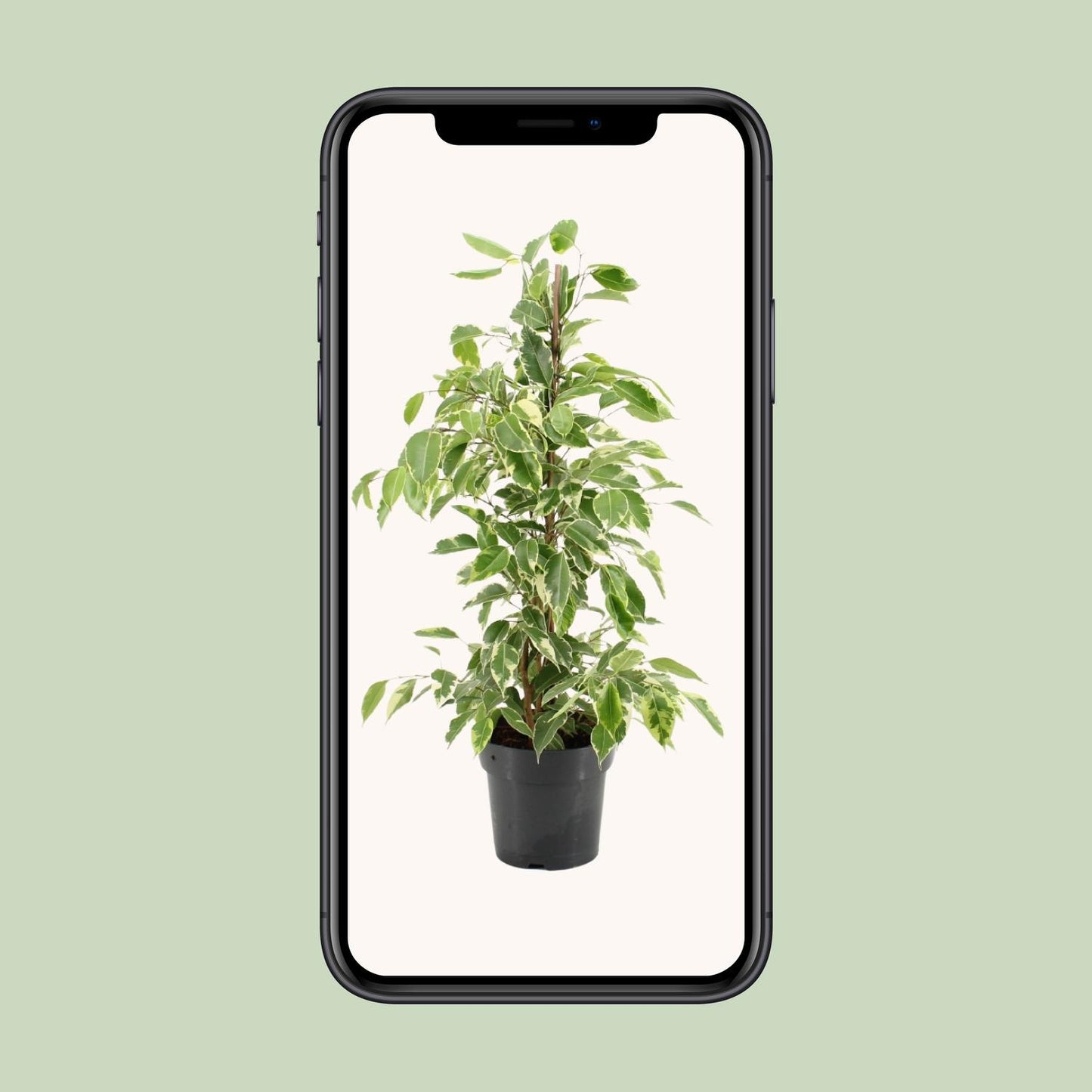 Ficus Benjamina Golden King – Pflegeleichte Zimmerpflanze Ø17cm