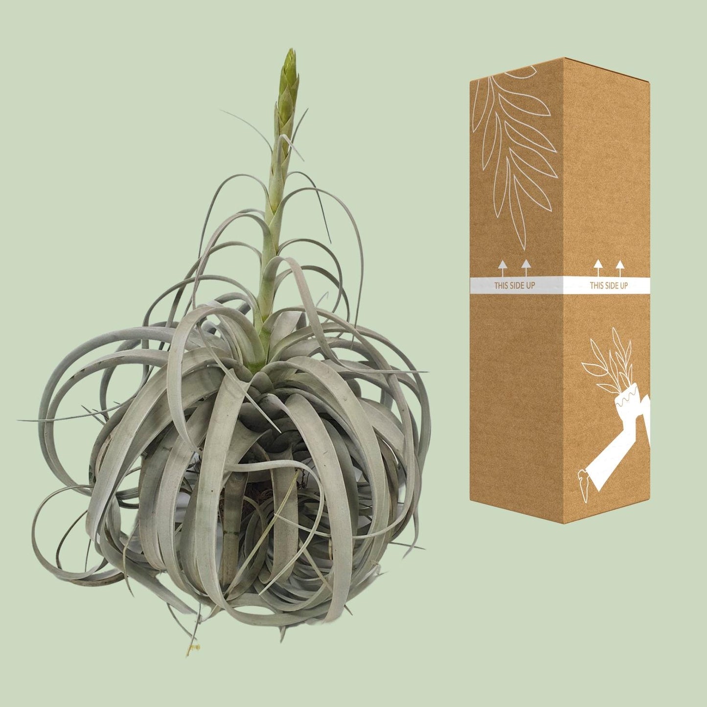 Tillandsia Xerographica – Pflegeleichte Luftpflanze Ø35cm